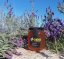 Italský med z levandulových květů, 500 g (Miele di Lavanda Selvatica)
