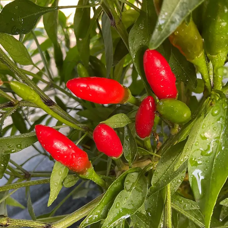 5x Celé sušené italské papričky, 100 g