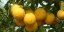 Bergamotová Marmeláda, 230 g