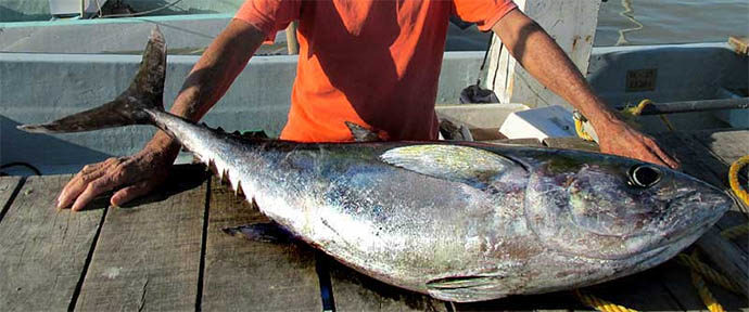 Filety z červeného tuňáka v olivovém oleji, 600 g (Tonno Rosso)
