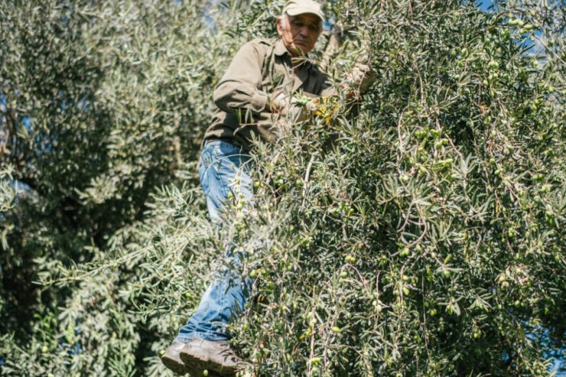Extra panenský olivový olej ze sopečných oliv Zammara, 100 ml (Ročník 2023/24)