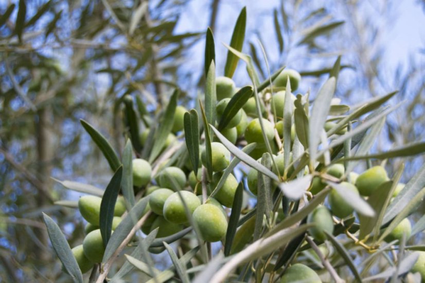 Extra panenský olivový olej ze sopečných oliv Zammara, 100 ml (Ročník 2023/24)