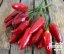 Italské chilli papričky Diavolicchio v oleji, 290 g